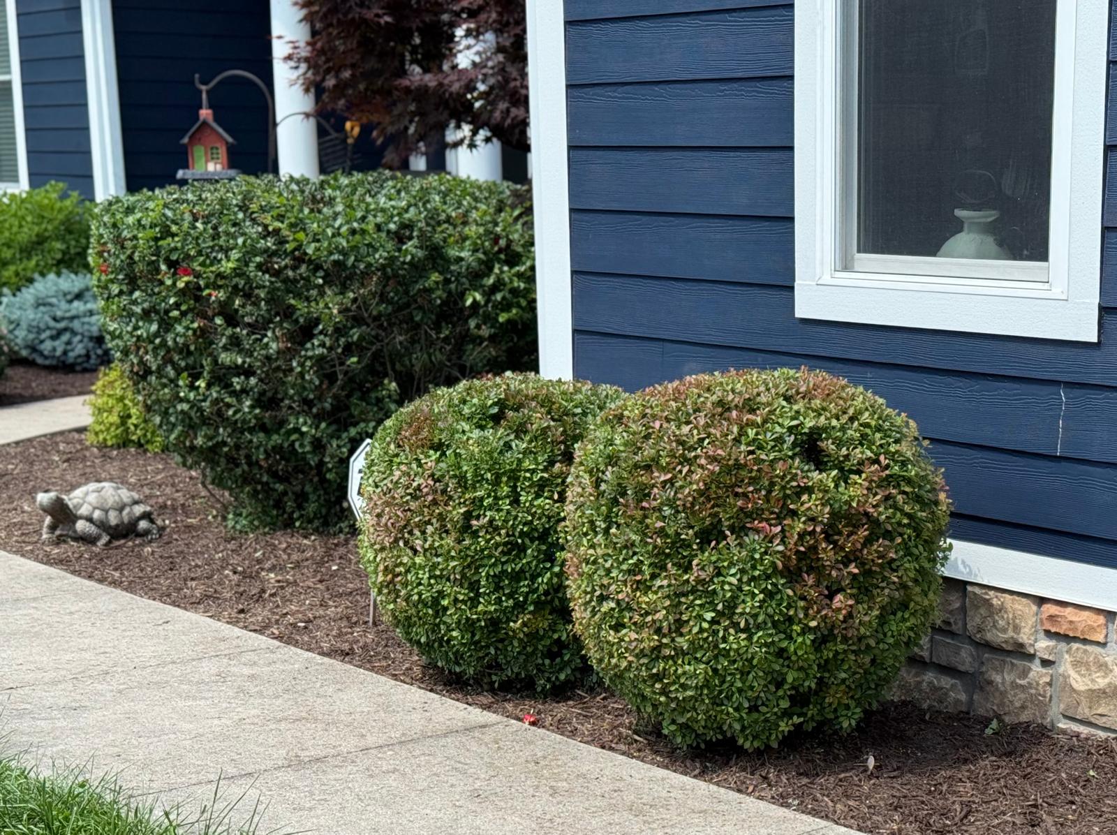 Front yard makeover